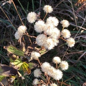 Meet your Posher, Becky